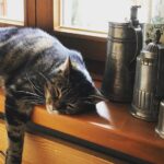 mansearches for a neighbors house and finds his own cat relaxing on the bed