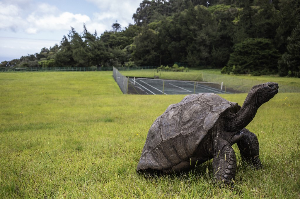 At almost 190 years old, Jonathan is still the oldest living land animal in the world