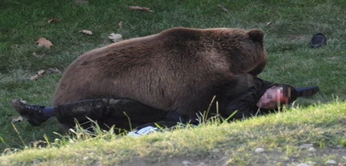 A Man Is Attacked By A Bear In Alaska And Remains In Surgery For More 