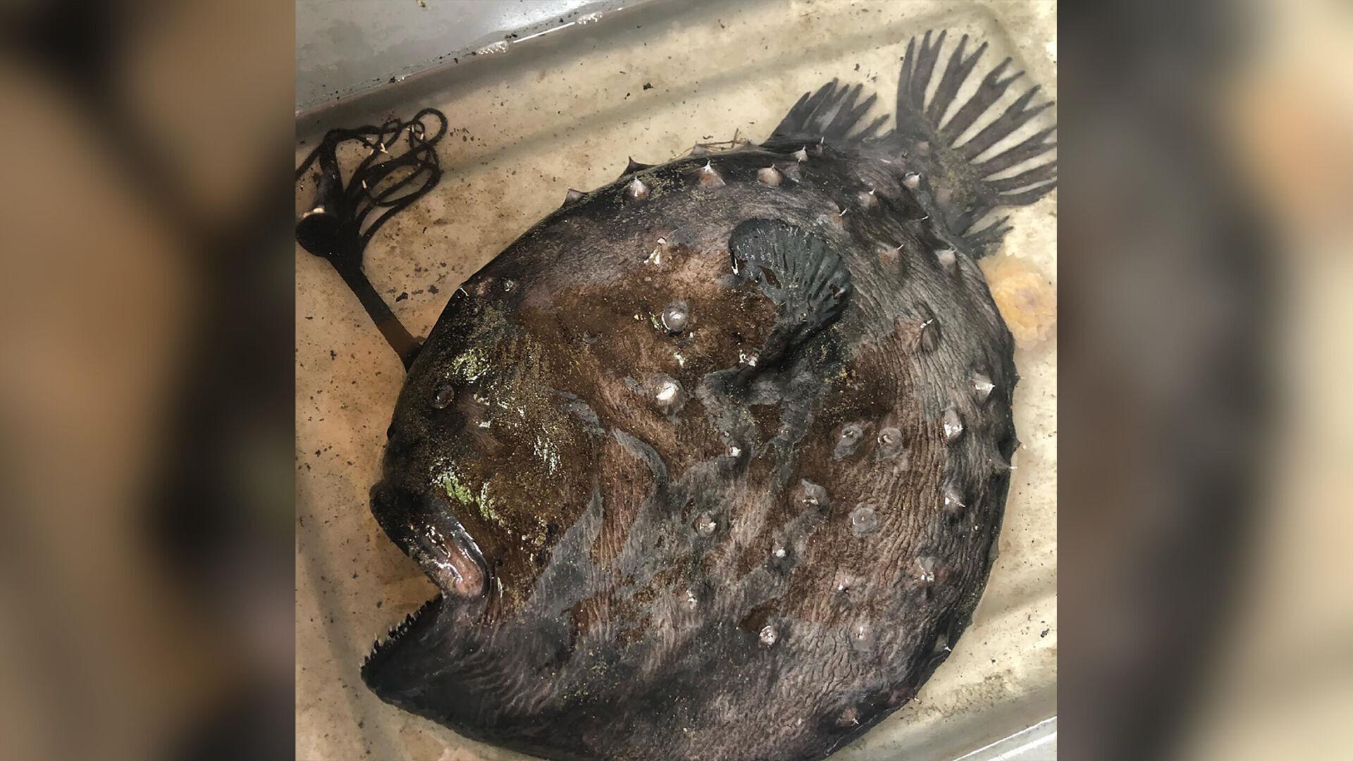 A monstrous looking fish washed up on the shore of a California beach