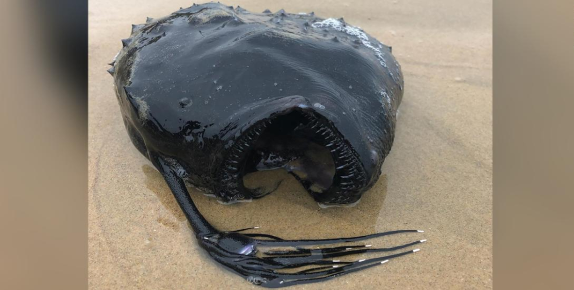 A monstrous looking fish washed up on the shore of a California beach