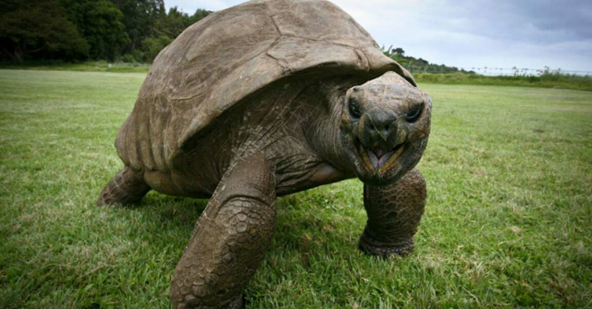 Jonathan the tortoise remains the oldest living land animal in the world