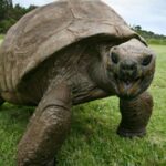 Jonathan the tortoise remains the oldest living land animal in the world