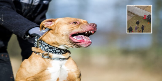 A three-year-old boy dies in New Jersey (USA) and his mother remains hospitalized with serious injuries after being attacked by two pit bull dogs owned by a neighbor.