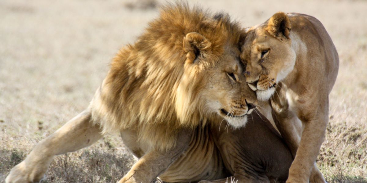 Lions are among the most sexually active animals in the animal kingdom