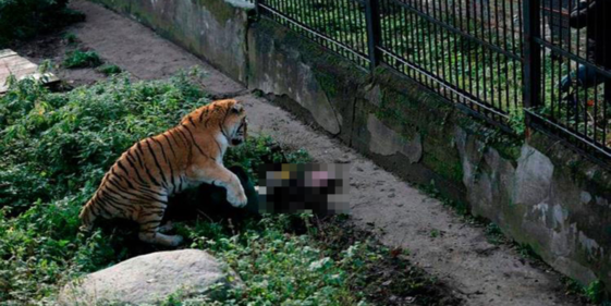 Two tigers kill their keeper after an attack in a Chinese zoo