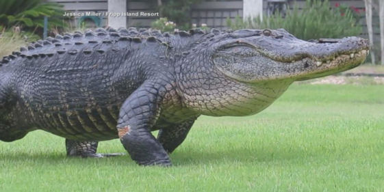 An 8-foot alligator was euthanized after it critically injured a woman