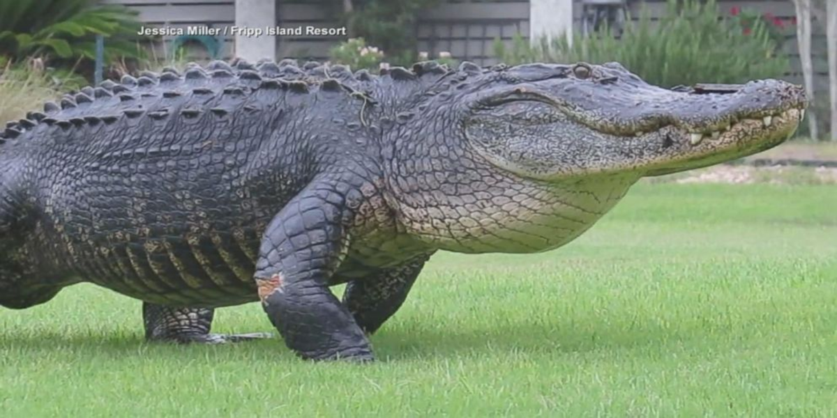 An 8-foot alligator was euthanized after it critically injured a woman ...