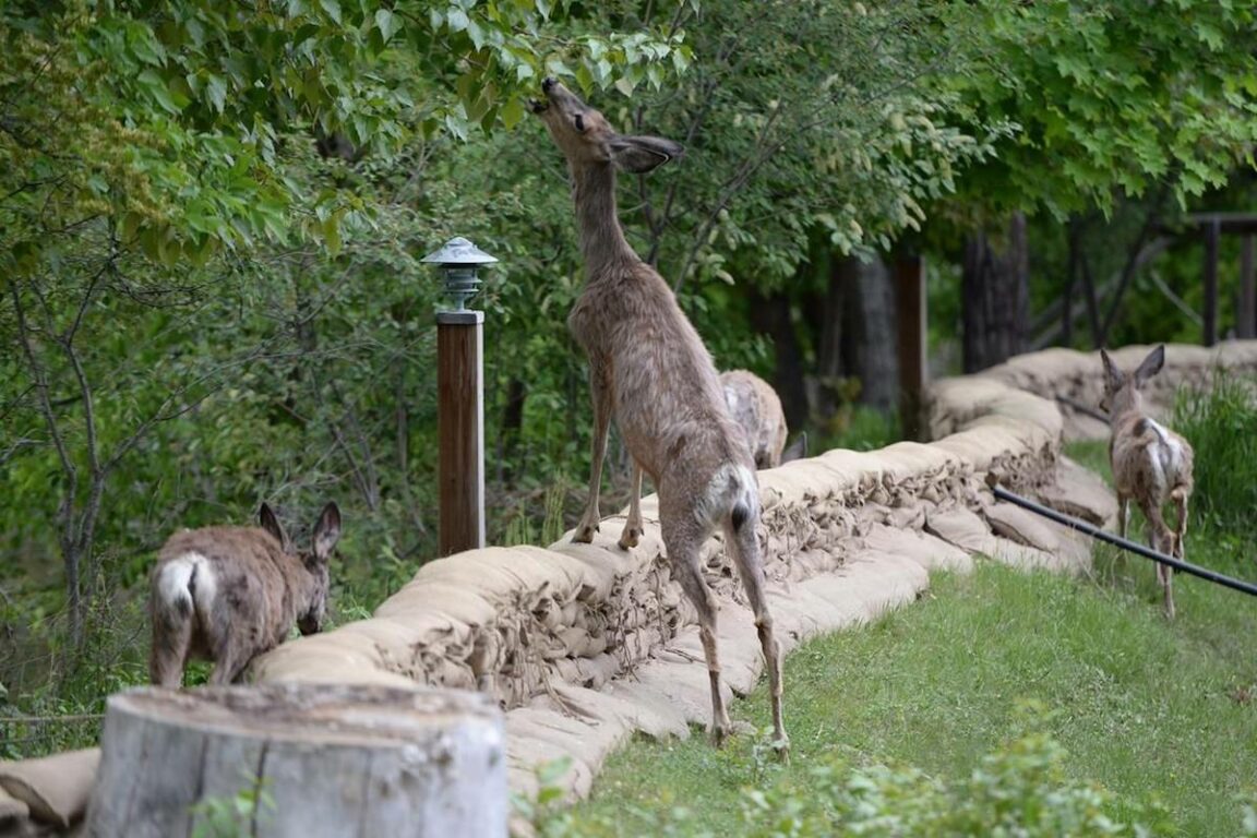 Deer attacks woman jogging with dog