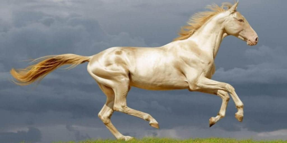 Originally from Asia, Akhal-Teke, divine horses bathed in gold