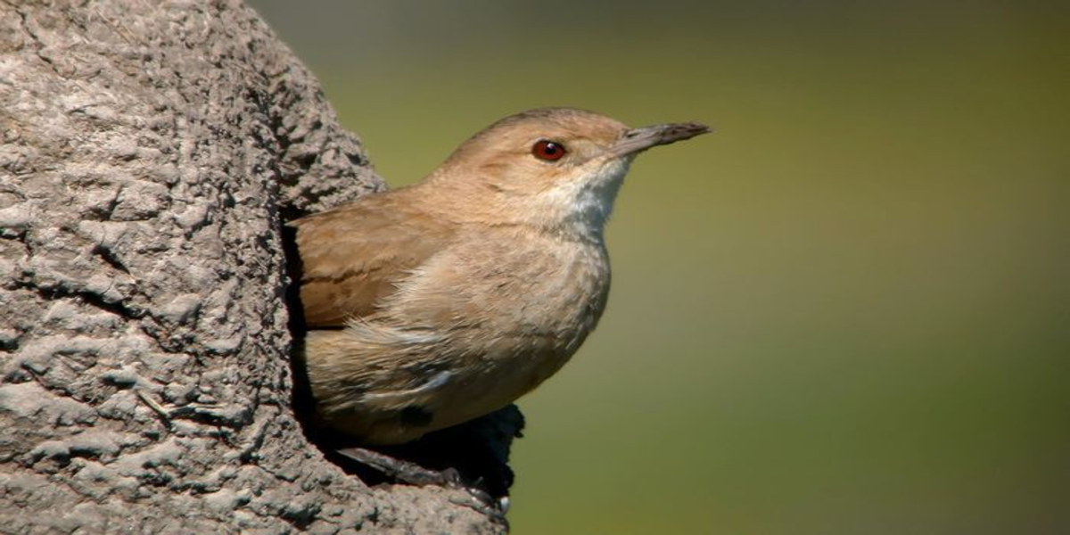 Nature making architecture: the constructions of the Hornero bird