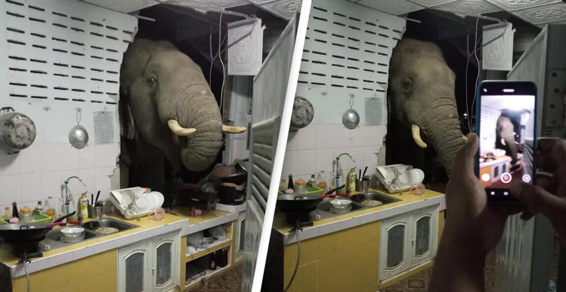 Elephant sneaked into woman's home in search of food