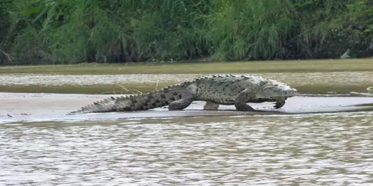 Huge crocodile rumored to have eaten 300 people still at large