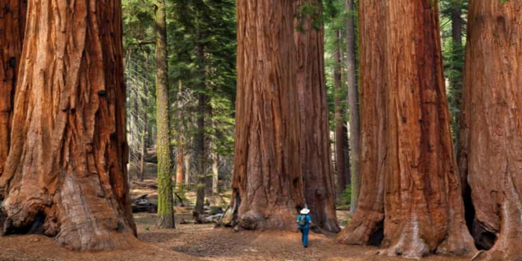 The tree once thought to be "indestructible" is dying because of the climate crisis