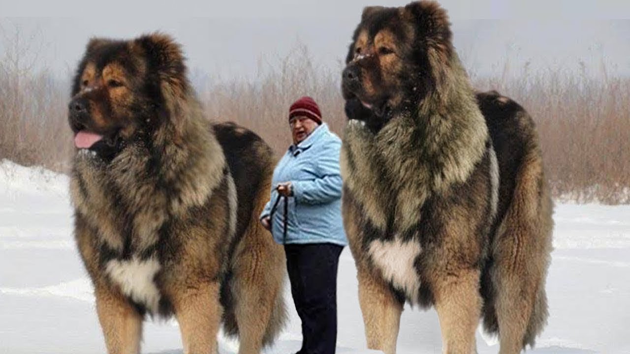 Meet the 10 largest dogs in the world