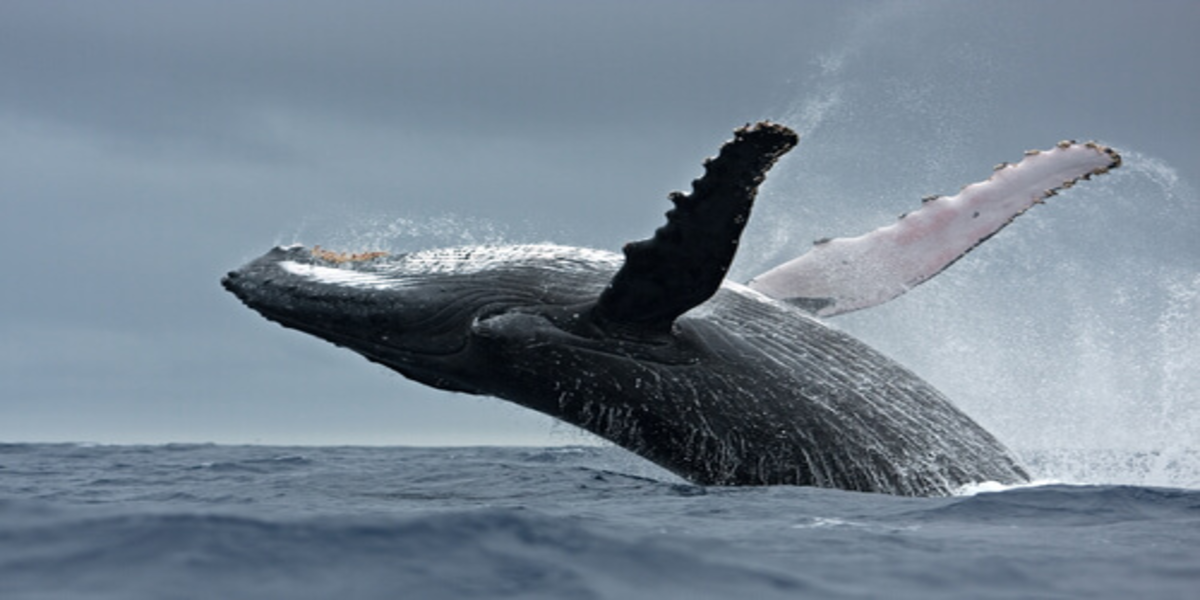 Whales are the largest animals in the seas and oceans | Newz