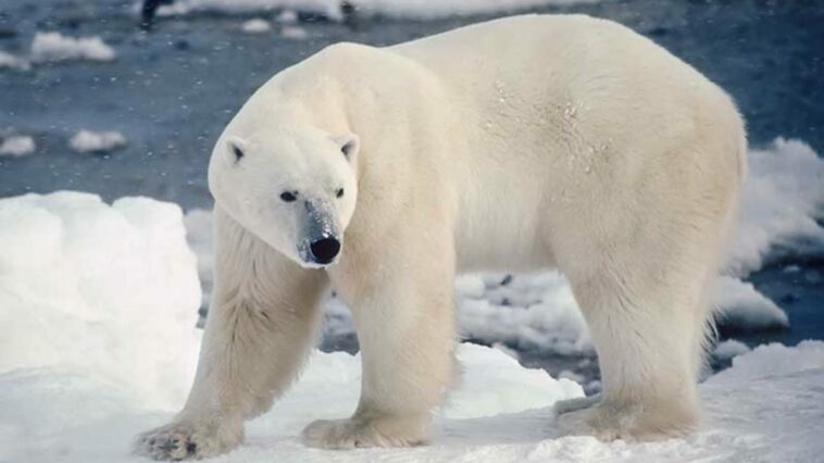 Size comparison of black, grizzly and polar bears