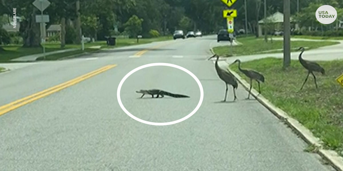 An alligator crosses the road while being chased by three cranes | Newz