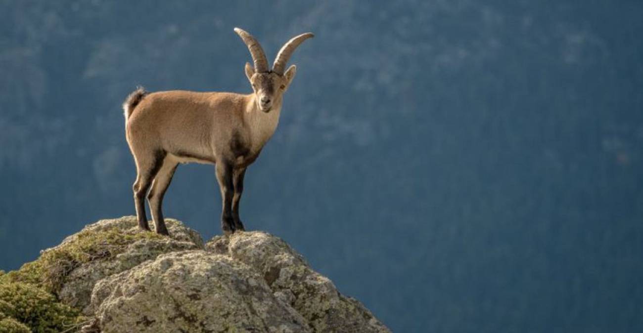 Goats are not crazy but defy death on cliffs