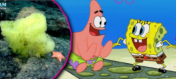 Scientists capture real-life 'version' of SpongeBob SquarePants on Atlantic seabed