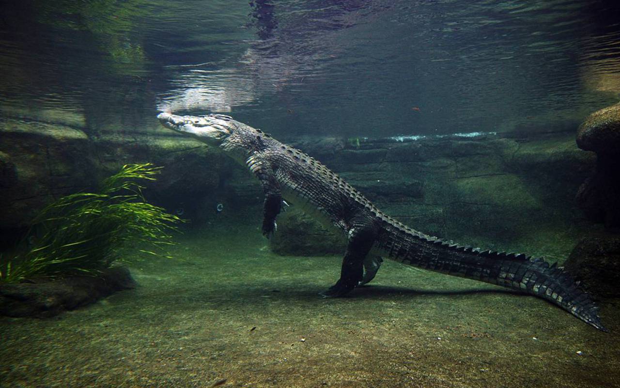 The crocodile is the lung-breathing animal that can last the longest underwater