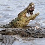 The crocodile is the lung-breathing animal that can last the longest underwater