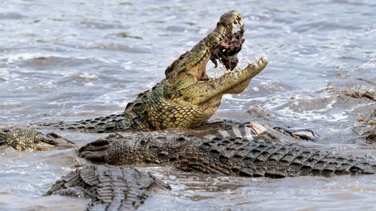 The crocodile is the lung-breathing animal that can last the longest underwater