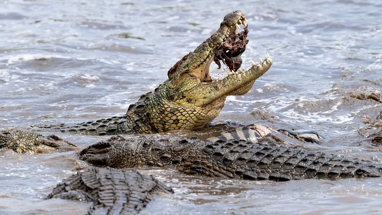 Is the lung-breathing animal that can last the longest underwater | Newz