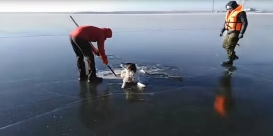 A dog sinks in a frozen lake: he is saved from the frost