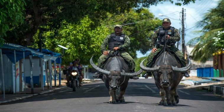 Police unit that rides buffaloes to patrol the Amazon