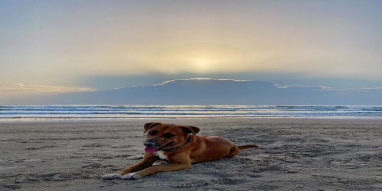 Meet the dog that helps turtle hatchlings reach the sea