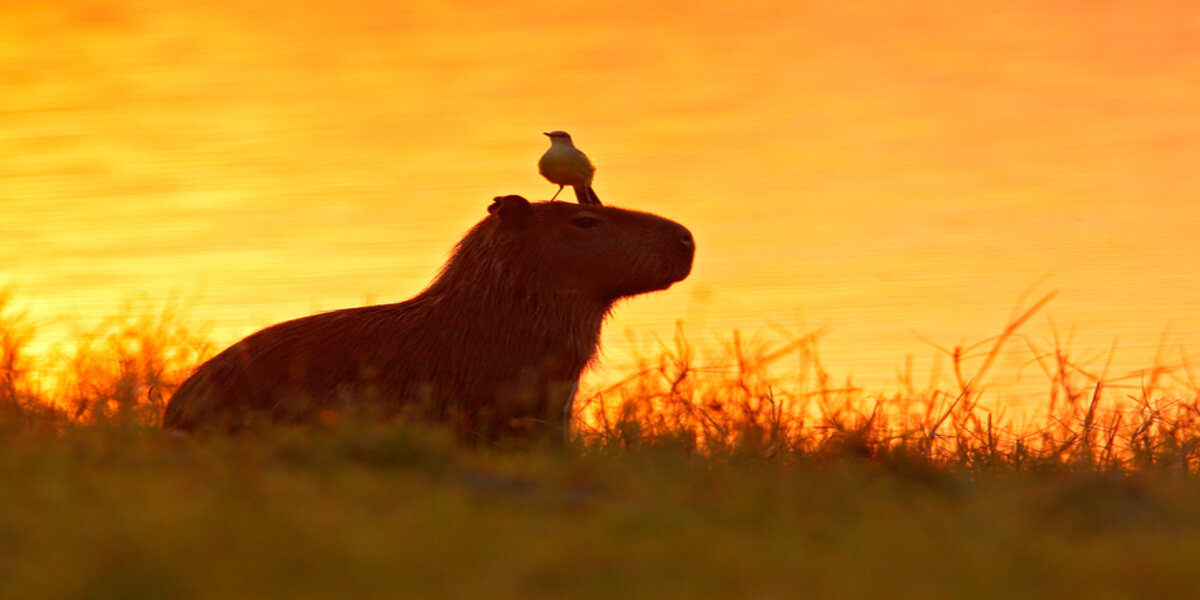 The world's friendliest animal that serves as a transport for other species in the Amazon