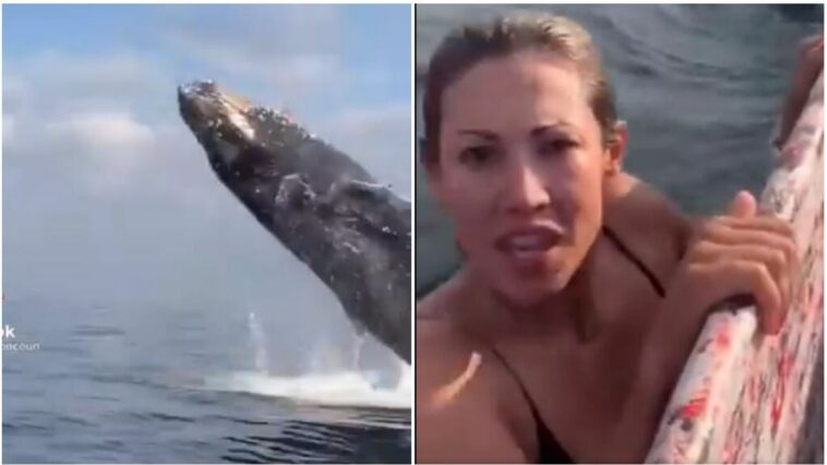 A large humpback whale emerges from the ocean and almost crushes two canoeists who were resting