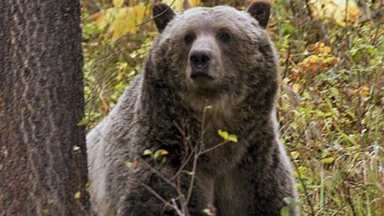 Grizzly bear drags woman out of her tent in Montana and kills her