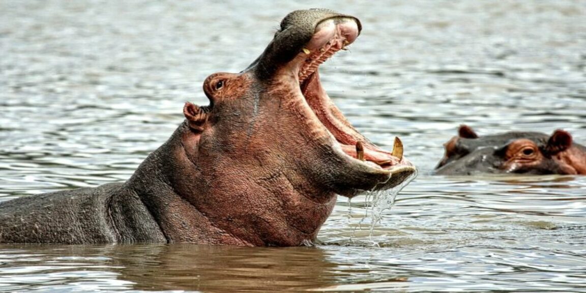 Hippo dentist treats animals by sticking to jaws