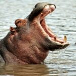 Hippo dentist treats animals by sticking to jaws