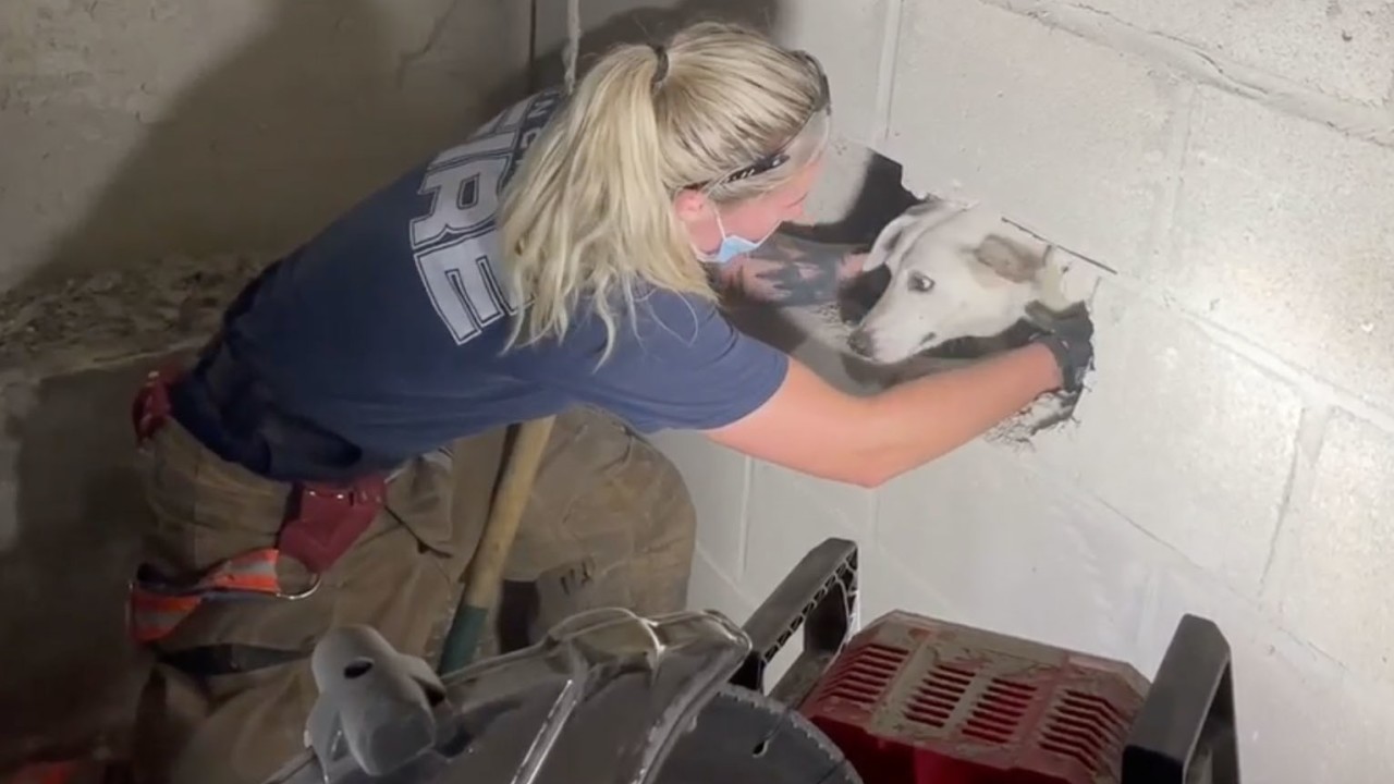 Dog rescued after being trapped between two walls for five days