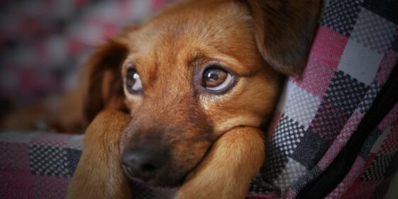 Dog sees his owner again after 6 months and cries