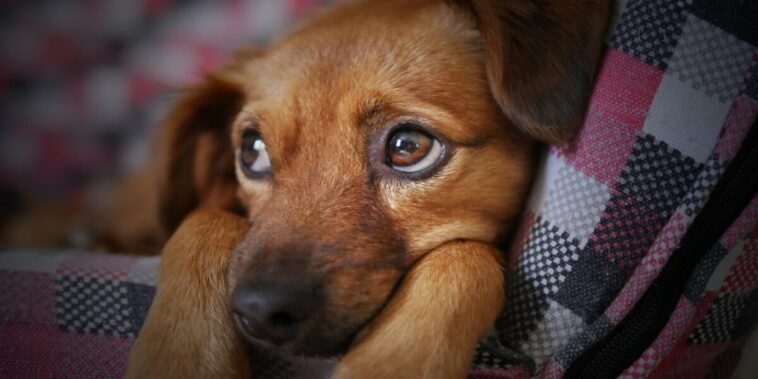 Dog sees his owner again after 6 months and cries