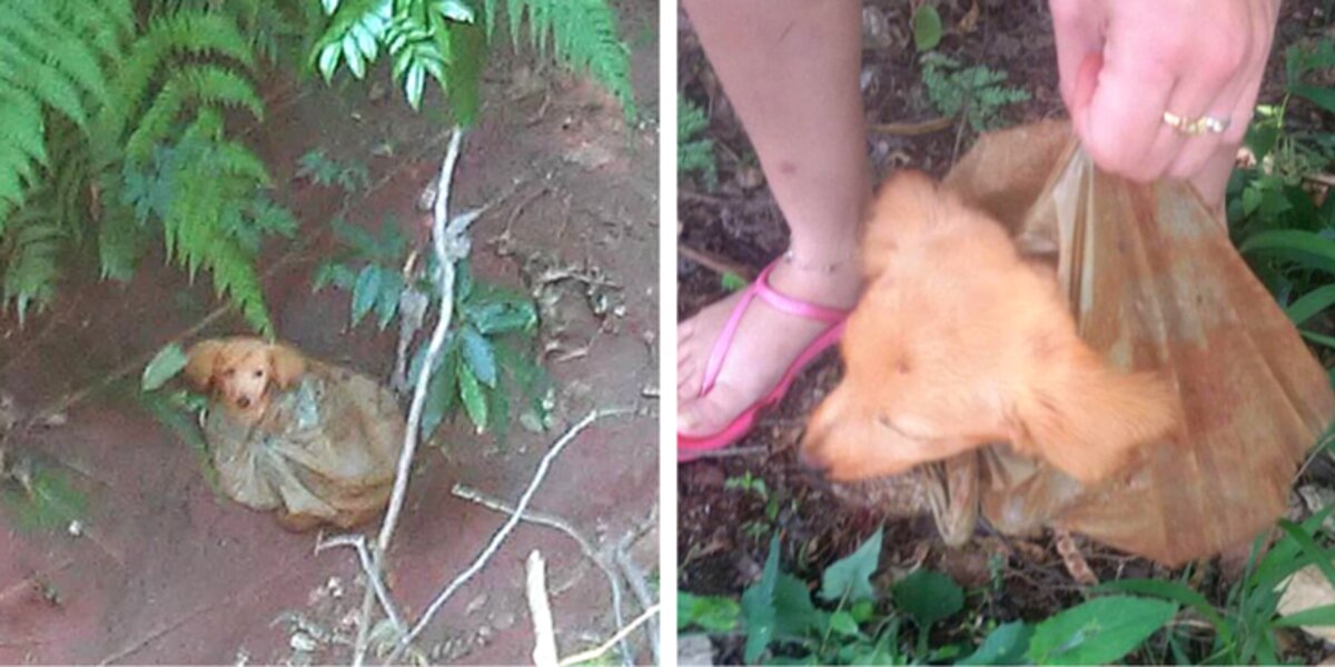 Save puppy from plastic bag thanks to Facebook