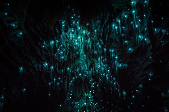 New Zealand: photographer discovers strange creatures in cave