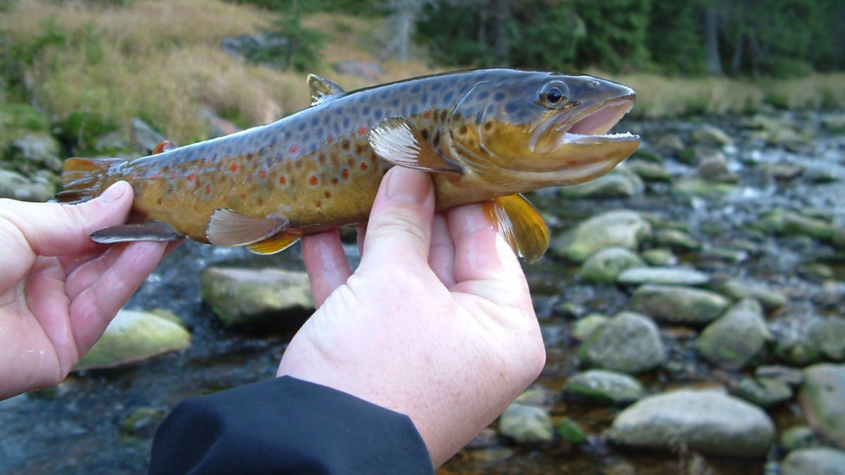 Methamphetamine found in waterways is turning fish into drug addicts