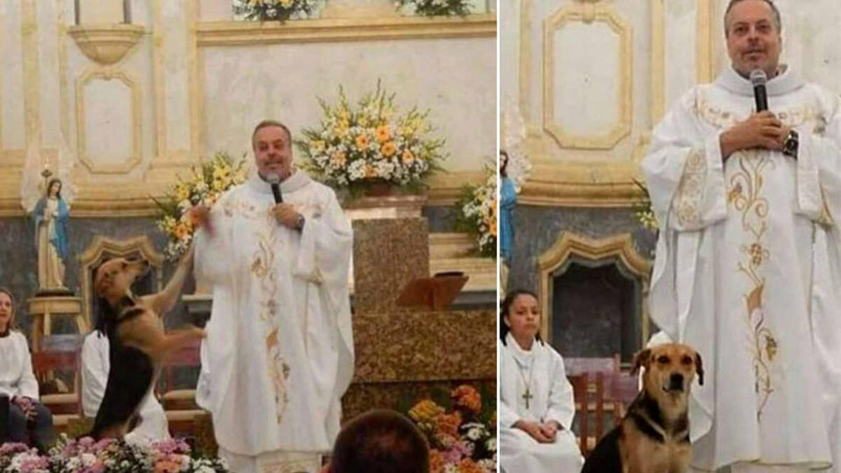 Priest brings stray dogs to Mass to be adopted by parishioners