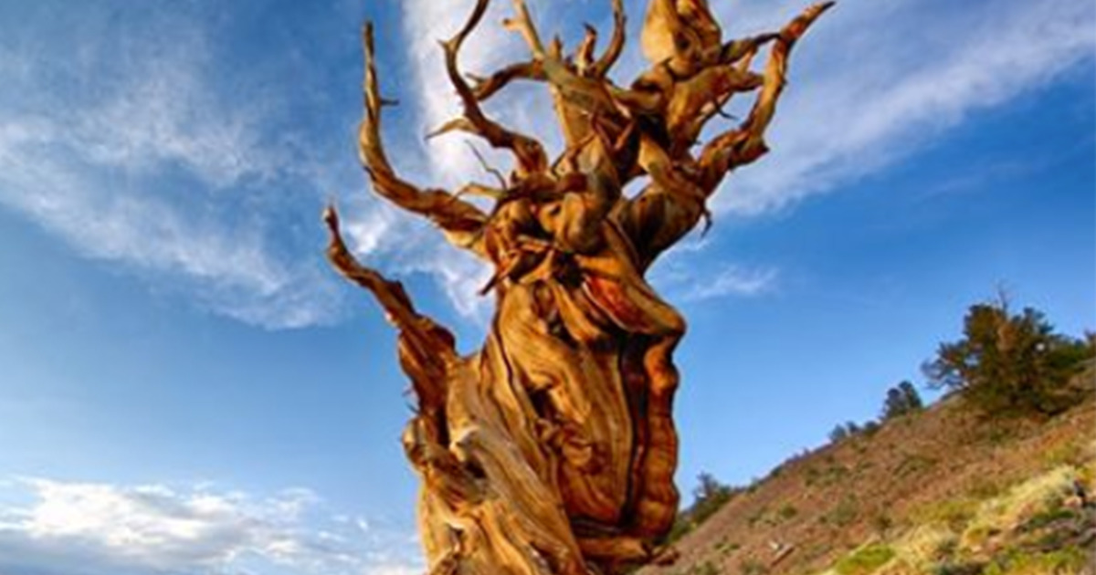 Methuselah the world's oldest living tree is 4,847 years old Newz