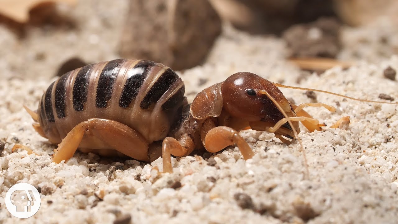 Jerusalem Crickets Baby Faced Crickets Newz