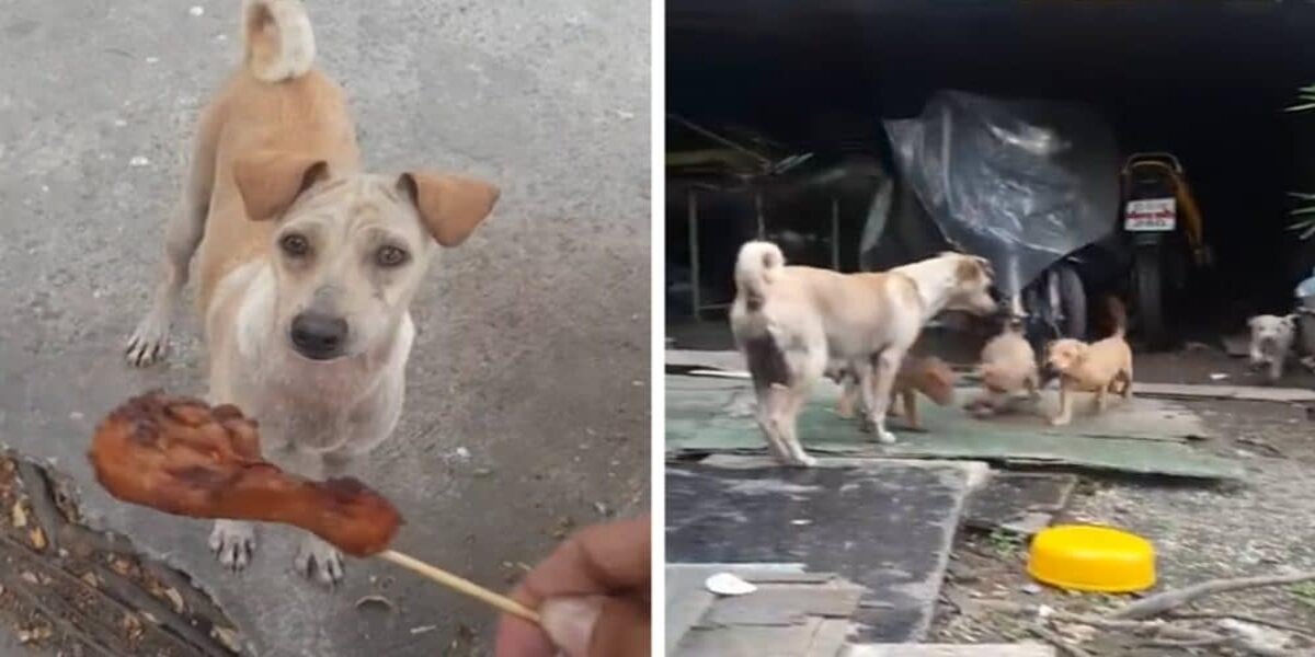 Thailand, puppies hungry: mother begs for food