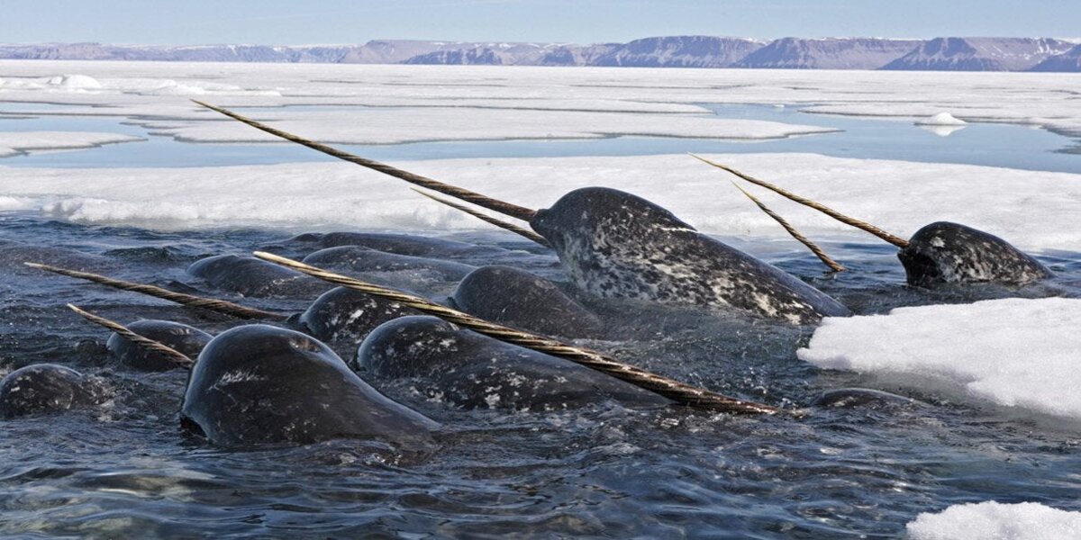 The giant tusk of the sea unicorn has a function no one knew about