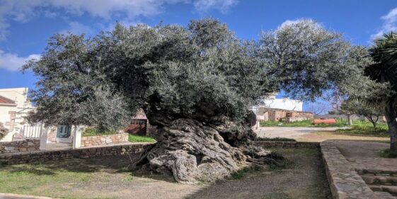 The olive tree is located in Greece and is 3500 years old