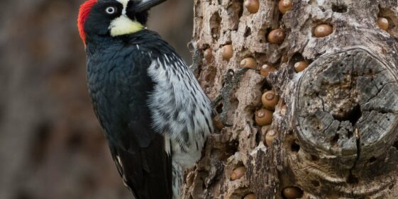 Here's how a woodpecker prepares for winter