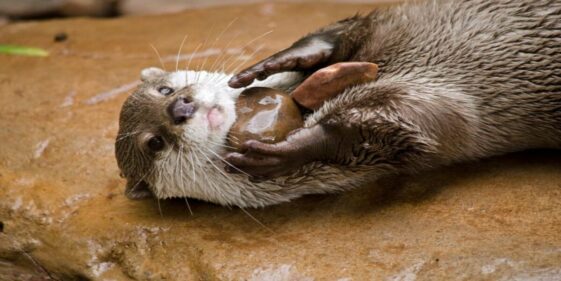 Otters have a favorite stone that they keep for their entire life